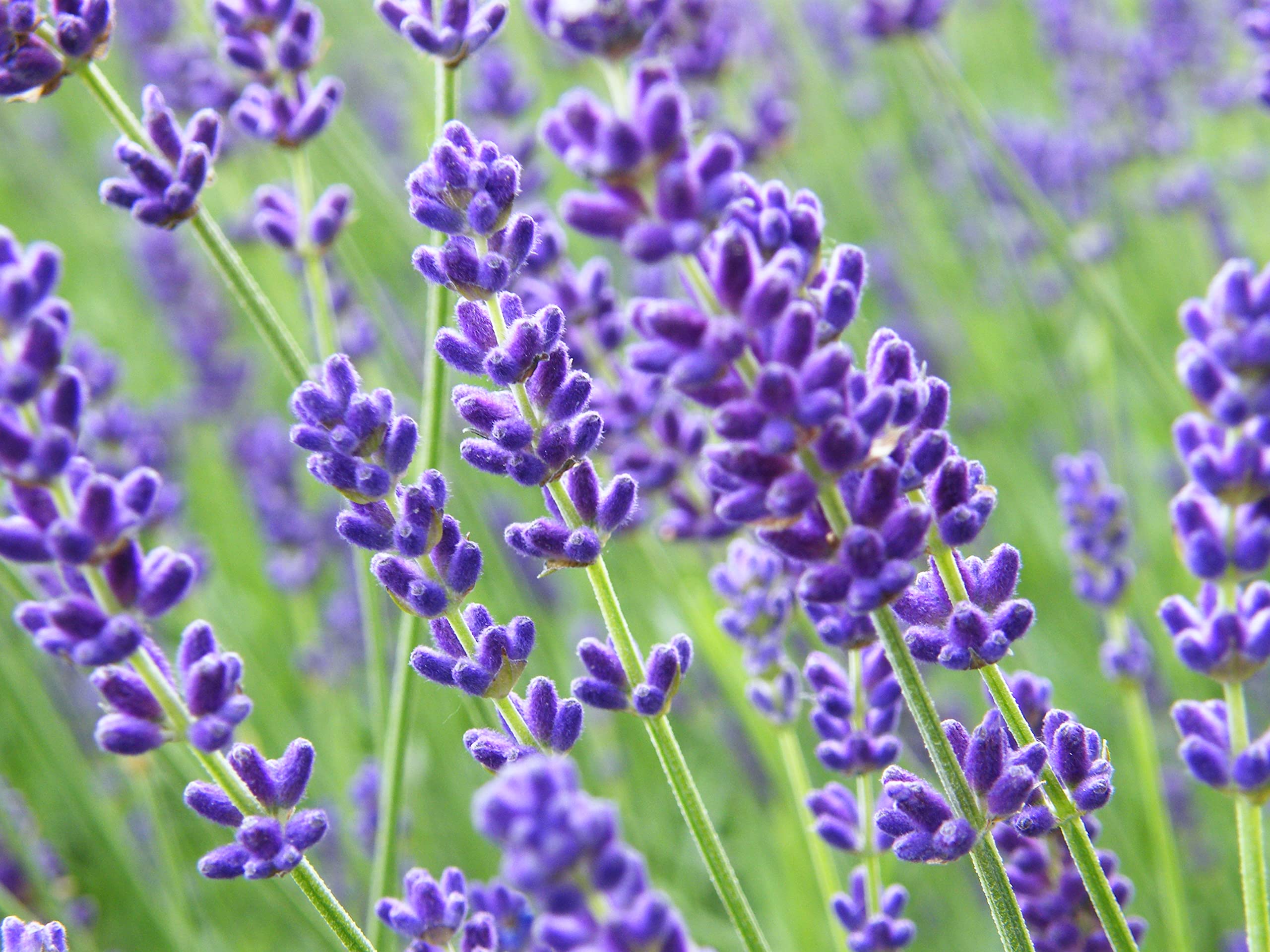 ラベンダー271312 ™ZX-Lavender Flower Seeds F1 Hybrid Seeds For Home Gardening